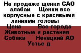 На продаже щенки САО (алабай ). Щенки все корпусные с красивыми линиями головы . › Цена ­ 30 - Все города Животные и растения » Собаки   . Ненецкий АО,Устье д.